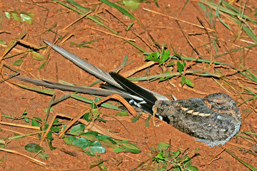 Pennant-winged Nightjar, Caprimulgus vexillarius