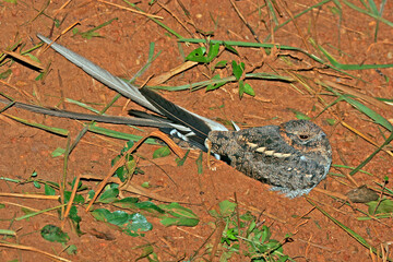 Pennant-winged Nightjar, Caprimulgus vexillarius
