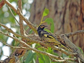 Regent Honeyeater, Anthochaera phrygia