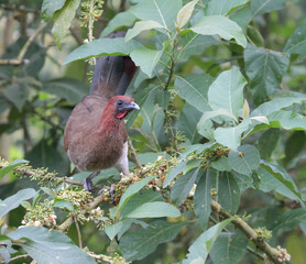Rufous-headed Chachalaca, Ortalis erythroptera