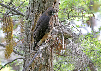 Rufous-tailed Hawk, Buteo ventralis