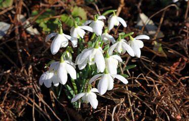 Close up of a clump of snowdrops, Nottinghamshire England
