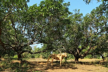 Horse at a tree in an Indian village