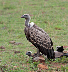 Ruppell's Griffon, Gyps rueppelli rueppelli