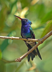 Sapphire-bellied Hummingbird, Lepidopyga lilliae