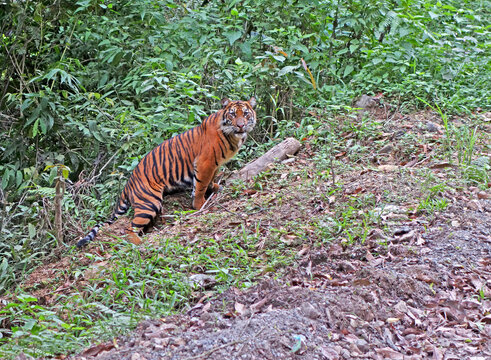 Sumatran Tiger, Panthera Tigris Sondaica