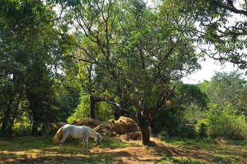 Obraz na płótnie Canvas Horse at a tree in an Indian village