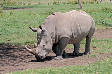 Fototapeta premium Northern White Rhinoceros, Ceratotherium simum cottoni