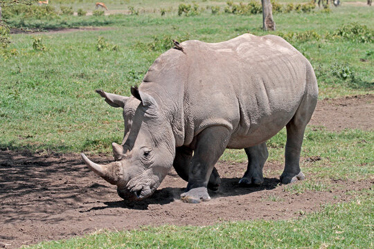 Northern White Rhinoceros, Ceratotherium Simum Cottoni