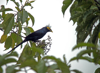 Apo Myna, Basilornis mirandus