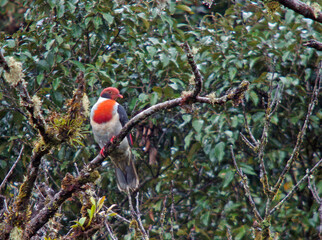 Flame-breasted Fruit-Dove, Ptilinopus marchei