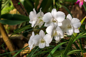 Obraz na płótnie Canvas Some white Phalaenopsis orchid flowers 