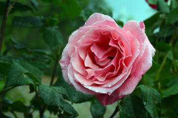 water drops on beautiful rose petals