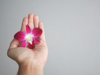 Man's hand holding, Purple orchid (Dendrobium) on gray background with copy space.