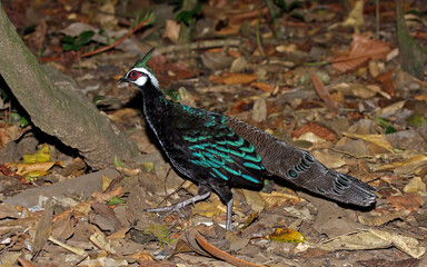 Palawan Peacock-Pheasant, Polyplectron napoleonis
