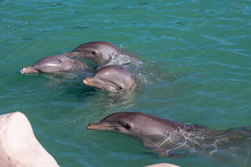 Dolphins playing in a water park for people's amusement, Riviera Maya, Mexico.