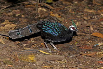 Palawan Peacock-Pheasant, Polyplectron napoleonis