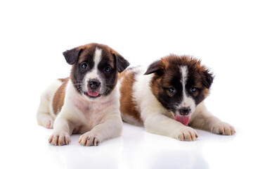 Obraz premium Two puppies with a white and brown coat are healthy and strong, with soft hair on a white background.