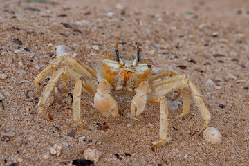 Ghost crab (Ocypode cursor) on a beach.