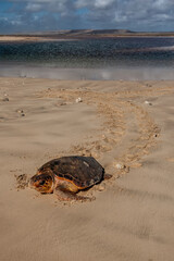 New hatched loggerhead sea turtle (Caretta caretta) heads out to sea.