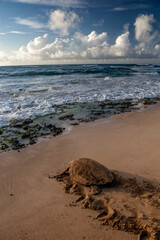 New hatched loggerhead sea turtle (Caretta caretta) heads out to sea.