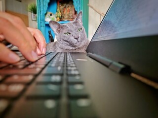Télétravailler à domicile avec son animal de compagnie