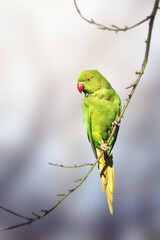 Green parakeet, Ring-necked parakeet,British parakeet, London's parakeet, Psittacula krameri,