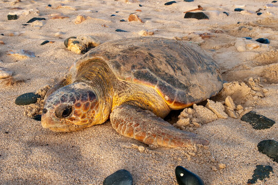 Loggerhead sea turtle (Caretta caretta) heads out to sea.