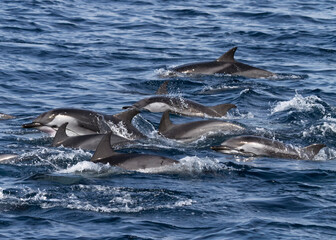 Fototapeta premium Striped dolphin pod (Stenella coeruleoalba) swimming fast