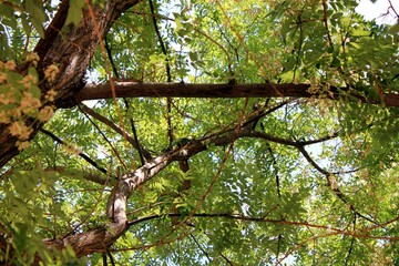 Fototapeta na wymiar wonderful crown of trees in a park in Madrid