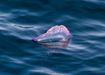 Fototapeta premium Portuguese man-of-war (Physalia physalis) hovering.