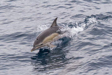 Short-beaked common dolphin (Delphinus delphis) swimming.