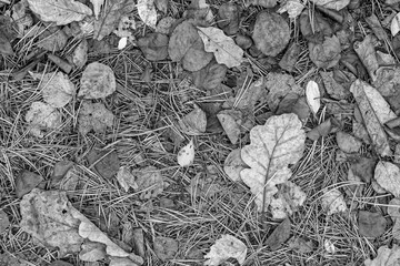 fall gray lying leaves and pine needles season background, autumn black and white nature texture of a ground, monochrome fallen leaf backdrop