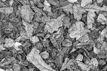 fall gray lying leaves and pine needles season background, autumn black and white nature texture of a ground, monochrome fallen leaf backdrop