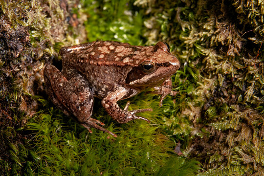 Adult specimen of long-legged frog (Rana iberica)