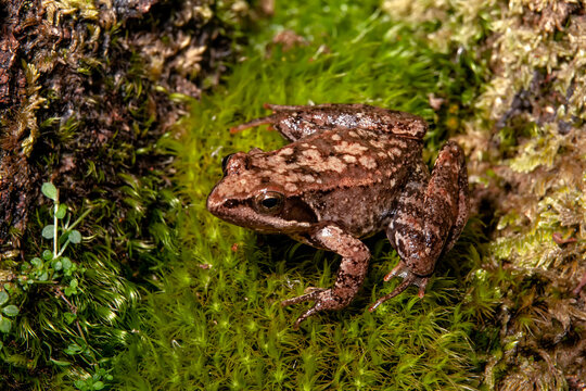 Adult specimen of long-legged frog (Rana iberica)