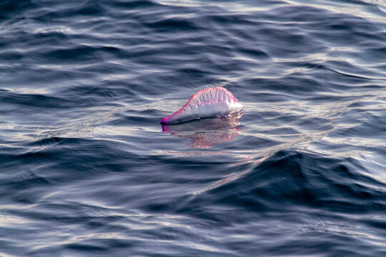 Portuguese man-of-war (Physalia physalis) hovering.