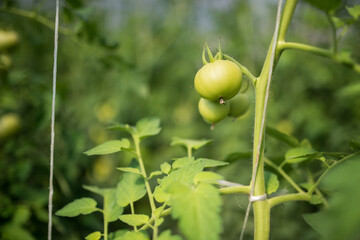Greenhouse with tomato. Production of domestic tomatoes in household.