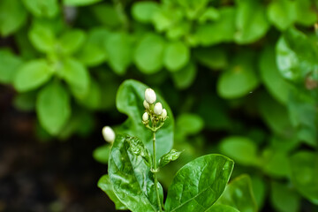 Jasminum sambac is a species of jasmine native to tropical Asia, from the Indian subcontinent to Southeast Asia.