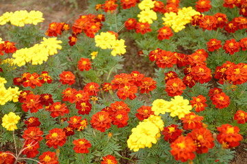 マリーゴールド