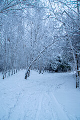 snow covered trees in the forest