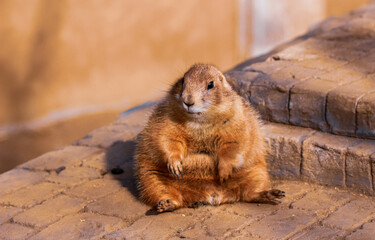 Close up of a black-tailed prairie dog sitting on the ground
