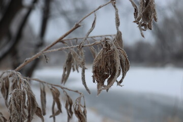 feuilles sèches d'érable sur fond de rivière d'hiver