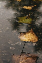 autumn leaves on the water