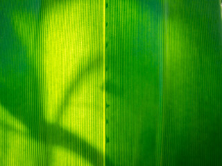 Abstract of  Line Arranging of The Leaf and The Shadow