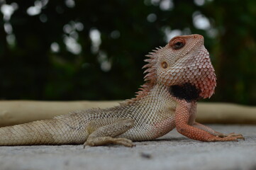 Garden lizard