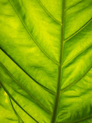 Fototapeta na wymiar Abstract of Elephant Climber Leaf