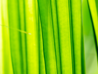 Abstract of Striped Coconut Leaf
