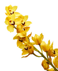 Beautiful yellow cymbidium orchids isolated on white background