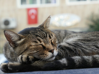 Tabby cat on a blue car roof in Turkey